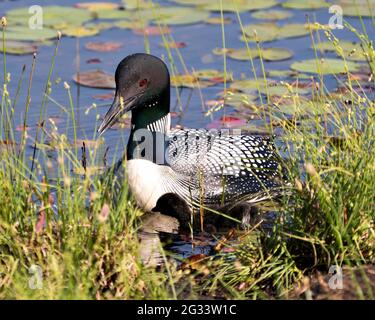 Common Loon swimming and caring for baby chick loon with water lily pads foreground and background and enjoying the miracle new life in their environm Stock Photo