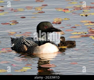 Common Loon swimming and caring for baby chick loon with water lily pads foreground and background and enjoying the miracle new life. Stock Photo