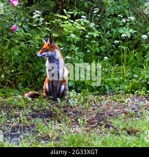 Berlin, Germany. 13th June, 2021. Fox in the evening on a meadow in the Berlin district of Steglitz, Germany on June 13, 2021. (Photo by Simone Kuhlmey/Pacific Press/Sipa USA) Credit: Sipa USA/Alamy Live News Stock Photo