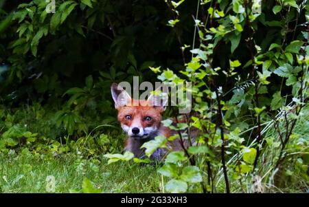 Berlin, Germany. 13th June, 2021. Fox in the evening on a meadow in the Berlin district of Steglitz, Germany on June 13, 2021. (Photo by Simone Kuhlmey/Pacific Press/Sipa USA) Credit: Sipa USA/Alamy Live News Stock Photo