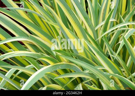 Close up of the variegated yellow and green leaves of Iris plant Stock Photo
