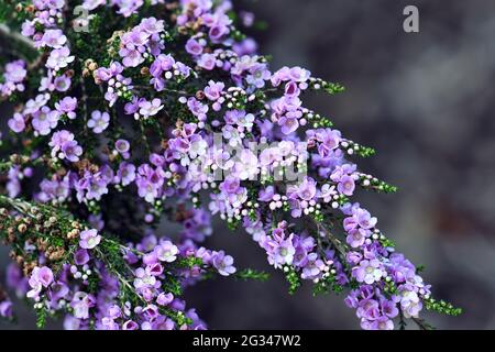 Delicate purple flowers of the Australian native shrub Thryptomene denticulata, family Myrtaceae. Endemic to Western Australia Stock Photo