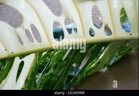 Close up of the beautiful leaf of a highly variegated Monstera Deliciosa Albo plant Stock Photo