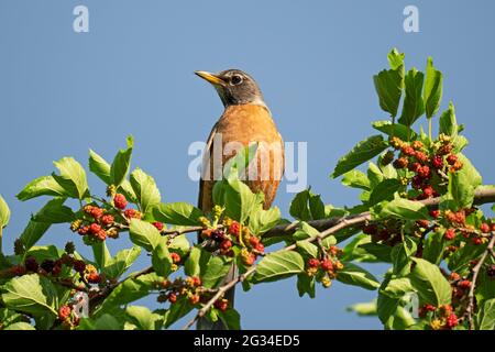 Adult American Robin, (Turdus migratorius) Stock Photo