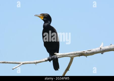 Double crested cormorant bird or Phalacrocorax auritus perched on dead tree branch against blue sky Stock Photo
