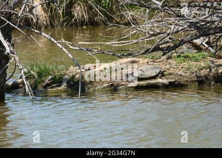 Large red eared slider turtle with shell damage from plate lifting up sunbathing on small lake island Stock Photo