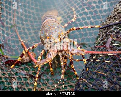 Close up Painted spiny lobster climbing on the net in the fish cage and lobster farm in the south of Thailand. Stock Photo