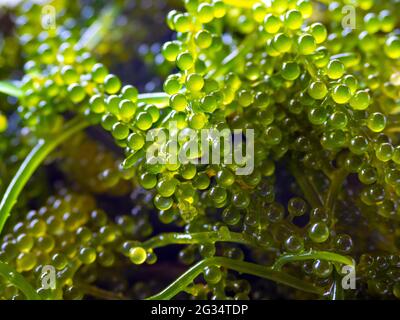 Close up sea grapes seaweed (Caulerpa  Lentillifera). Sea grapes (green caviar) background. Stock Photo