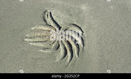 A dead Spiny sea star (Coscinasterias muricata) washed up on a New Zealand beach Stock Photo