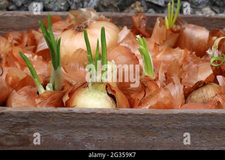 Sprouted onion. Poor crop storage conditions. Stock Photo