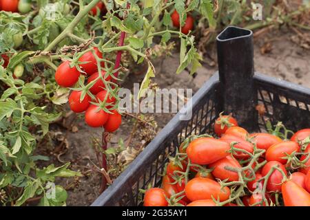 Harvesting cherry tomatoes. Cherry tomatoes are in a plastic box Stock Photo
