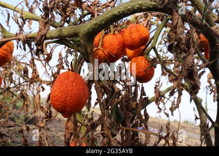 The dried bush of a tomato. The plant withered from lack of water