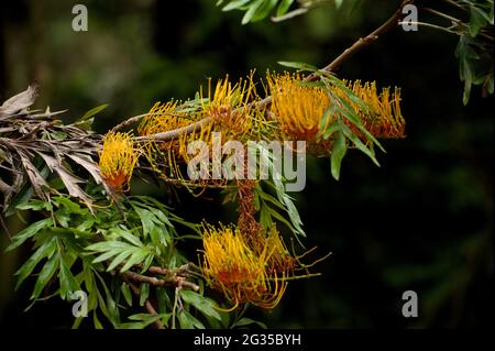 Silky Oak (Grevillea Robusta) flowers around Christmas in Victoria, Australia, and is sometimes called the Victorian Christmas Tree. Stock Photo