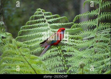 A young Crimson Rosella (Platycercus Elegans) perches on a Tree Fern frond - and keeps a watchful eye on me in Dandenong Ranges National Park. Stock Photo