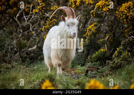 Coastal seaside resort town Llandudno North Wales mountain goats on Great Orme Stock Photo