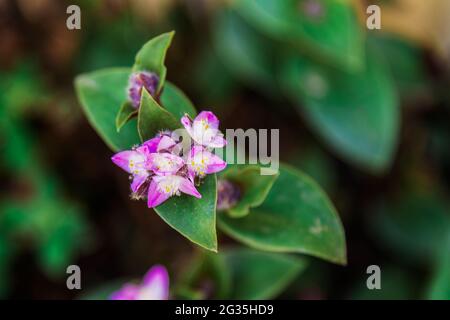 Beautiful purple flower Tradescantia cerinthoides Kunth, close up.