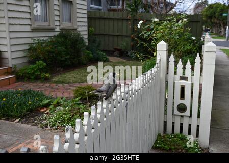 Noisy miner bird sitting on a white wooden driveway gate, with a neat garden and weatherboard house in the background Stock Photo