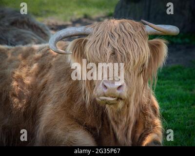 A close up portrait of a highland cow. It shows the head and shoulders only Stock Photo