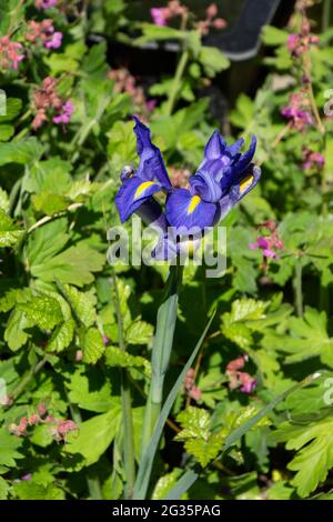 Iris sibirica in bloom with violet-blue flowers and long stem in the ornamental garden Stock Photo
