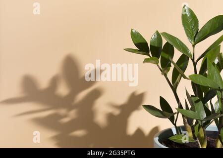 tropical plant zamioculcas in sunlight shadows on beige background. Ornamental garden in apartment. Minimalist concept. Stock Photo