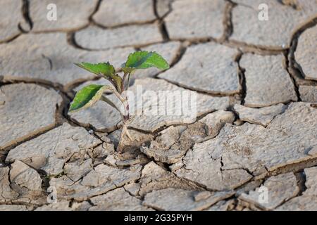 Single young plant growing through cracks in dry ground of river shore. Stock Photo