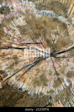Closeup the texture of cut wood log surface for abstract background Stock Photo