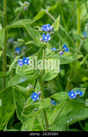 Green alkanet (Pentaglottis sempervirens), wildflower with blue flowers during June, UK Stock Photo