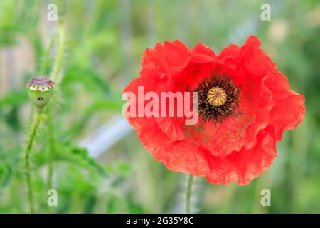 Red corn poppy (Papaver rhoeas) in wild flower and poppy field, close up Stock Photo