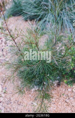 native Australian callistemon plant with rain drops on its leaves shot at shallow depth of field Stock Photo