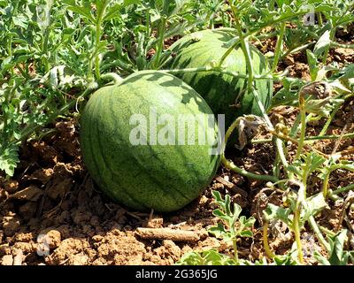 Unripe watermelons in the fields in Israel. Two watermelons close-up. Stock Photo