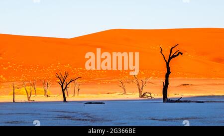 Silhouette of dead camel thorn trees in Namib Desert Stock Photo