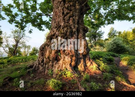 Summer landscape with old tree in the forest and sun in the leaves Stock Photo
