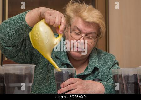 Close-up of an old woman from a watering can pours the compost in a pot. The concept of agriculture, farming, growing vegetables. Young green seedlings of vegetable plants. Stock Photo