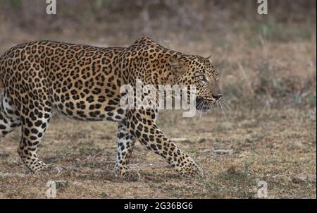 Leopard walking; leopard cub walking; male leopard walking; Yala Leopards; leopard cub; leopard walking open grass land in Sri Lanka Stock Photo