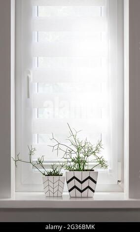 Two white square flower pots with geometric patterns with rhipsalis plants planted in them stand on windowsill with roller blind Stock Photo