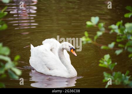 Close-up of a white swan swimming near the shore and looking at us. Natural photography with wild birds. Beauty in nature. Warm spring day Stock Photo