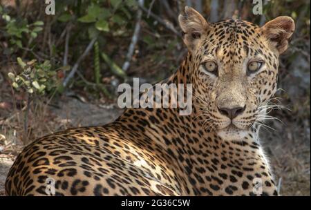 close up of a leopard; leopard close up; Leopard picture; side profile of a leopard; male leopard; young leopard; leopard body; leopard spots; leopard Stock Photo