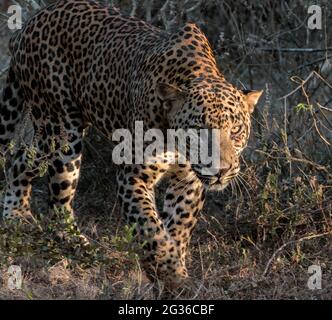 Big male leopard stare; Sunshine on leopard face; sun on leopard; leopard in the sun; leopard in sunlight; leopard walking; Stock Photo