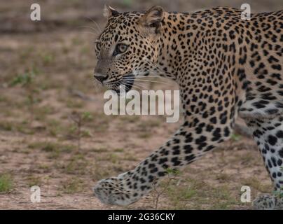 Leopard walking; leopard cub walking; Yala Leopards; leopard cub; leopard walking open grass land in Sri Lanka Stock Photo