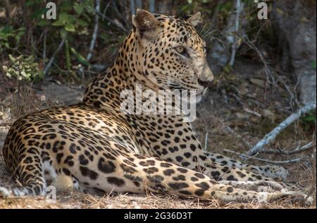 close up of a leopard; leopard close up; Leopard picture; side profile of a leopard; male leopard; young leopard; leopard body; leopard spots; leopard Stock Photo