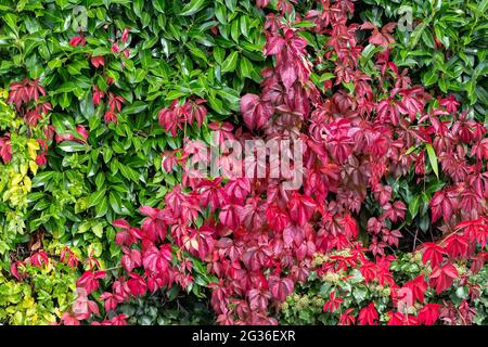 Fall leafs seamless texture background, grape creeper fence, Parthenocissus or Virginia climbing plant, green and red floral pattern Stock Photo