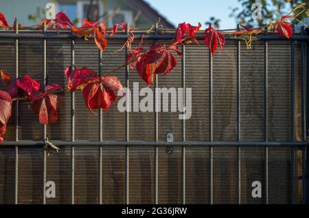 Pink and maroon autumn vine leaves of wild grapes twining along a fence made of metal rods and polycarbonate sheets on a sunny morning, on the backgro Stock Photo