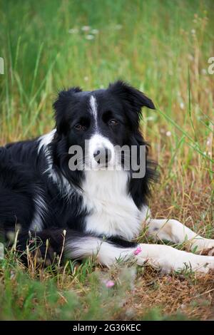 Portrait of a male loving and peaceful border collie relaxes in the grass - selective focus Stock Photo
