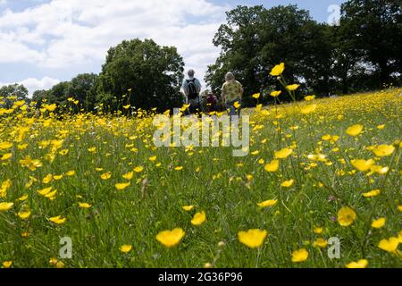 A group of walking friends on a public footpath, pass through a meadow of buttercups, on 13th June 2021, in Kemsing, Kent, England. Stock Photo