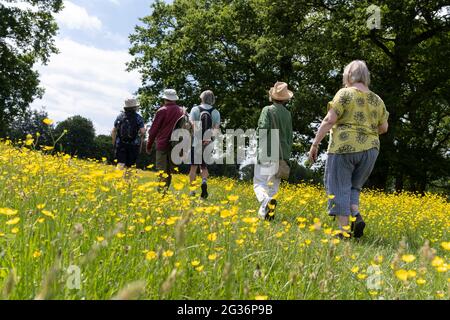 A group of walking friends on a public footpath, pass through a meadow of buttercups, on 13th June 2021, in Kemsing, Kent, England. Stock Photo