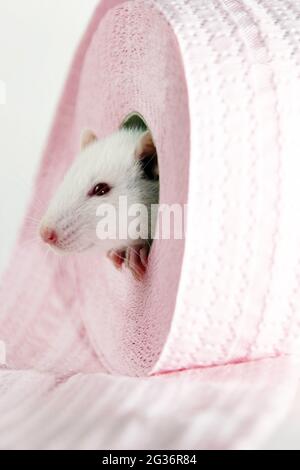 Fancy Rat, Brown rat (Rattus norvegicus domesticus, Rattus norvegicus domestica), peering out of a toilet roll, cut-out Stock Photo