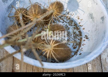 Wild teasel, Fuller's teasel, Common teasel, Common teazle (Dipsacus fullonum, Dipsacus sylvestris), collected wild teasel seeds Stock Photo