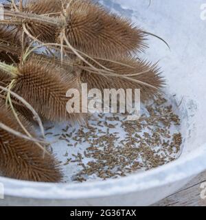 Wild teasel, Fuller's teasel, Common teasel, Common teazle (Dipsacus fullonum, Dipsacus sylvestris), collected wild teasel seeds Stock Photo
