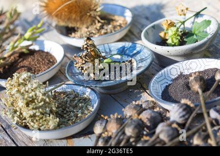 collected wild herb seeds Stock Photo