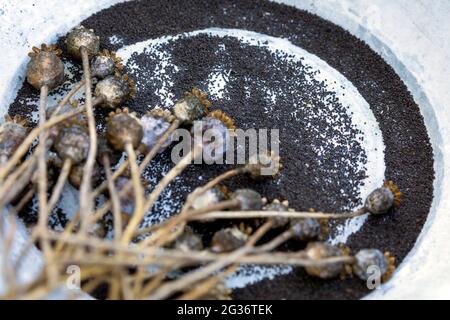 opium poppy, breadseed poppy (Papaver somniferum), collected poppy seeds Stock Photo